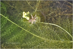 Utricularia stellaris